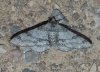 Ascotis selenaria (Denis & Schiffermüller, 1775)