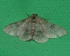 Ascotis selenaria (Denis & Schiffermüller, 1775)