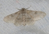Ascotis selenaria (Denis & Schiffermüller, 1775)
