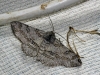 Ascotis selenaria (Denis & Schiffermüller, 1775)