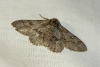Ascotis selenaria (Denis & Schiffermüller, 1775)