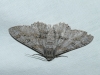 Ascotis selenaria (Denis & Schiffermüller, 1775)
