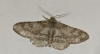 Ascotis selenaria (Denis & Schiffermüller, 1775)
