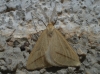 Aspitates (Aspitates) gilvaria (Denis & Schiffermller, 1775)