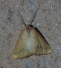 Aspitates (Napuca) ochrearia (Rossi, 1794)