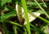 Aspitates (Napuca) ochrearia (Rossi, 1794)