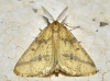 Aspitates (Napuca) ochrearia (Rossi, 1794)