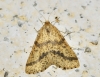 Aspitates (Napuca) ochrearia (Rossi, 1794)