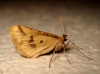 Aspitates (Napuca) ochrearia (Rossi, 1794)