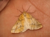 Aspitates (Napuca) ochrearia (Rossi, 1794)