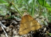 Aspitates (Napuca) ochrearia (Rossi, 1794)