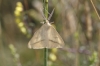 Aspitates (Aspitates) gilvaria (Denis & Schiffermller, 1775)