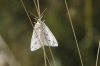 Aspitates (Aspitates) gilvaria (Denis & Schiffermller, 1775)