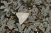 Aspitates (Aspitates) gilvaria (Denis & Schiffermller, 1775)