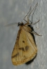 Aspitates (Napuca) ochrearia (Rossi, 1794)