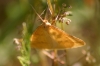 Aspitates (Napuca) ochrearia (Rossi, 1794)