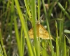 Aspitates (Napuca) ochrearia (Rossi, 1794)