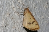 Aspitates (Napuca) ochrearia (Rossi, 1794)