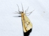 Aspitates (Napuca) ochrearia (Rossi, 1794)