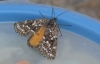 Athroolopha pennigeraria (Hbner, 1813)