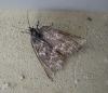 Athroolopha pennigeraria (Hbner, 1813)