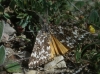 Athroolopha pennigeraria (Hbner, 1813)