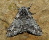 Biston strataria (Hufnagel, 1767)
