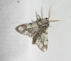 Biston strataria