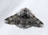 Biston strataria (Hufnagel, 1767)