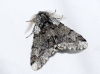 Biston strataria (Hufnagel, 1767)