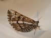Bupalus piniaria (Linnaeus, 1758)