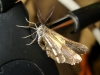 Bupalus piniaria (Linnaeus, 1758)