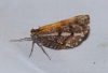Bupalus piniarius (Linnaeus, 1758)