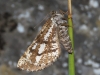 Bupalus piniarius (Linnaeus, 1758)