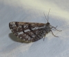 Bupalus piniarius (Linnaeus, 1758)