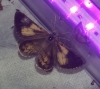 Bupalus piniarius (Linnaeus, 1758)