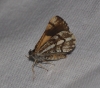 Bupalus piniarius (Linnaeus, 1758)