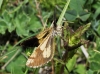 Bupalus piniarius (Linnaeus, 1758)