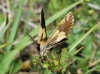 Bupalus piniarius (Linnaeus, 1758)