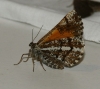 Bupalus piniaria (Linnaeus, 1758)