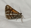 Bupalus piniaria (Linnaeus, 1758)