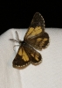 Bupalus piniaria (Linnaeus, 1758)