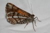 Bupalus piniaria (Linnaeus, 1758)