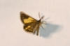 Bupalus piniaria (Linnaeus, 1758)