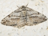 Calamodes occitanaria (Duponchel, 1829)