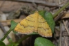 Camptogramma bilineata (Linnaeus, 1758)