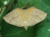 Camptogramma bilineata (Linnaeus, 1758)