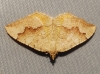 Camptogramma bilineata (Linnaeus, 1758)