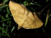 Camptogramma bilineata (Linnaeus, 1758)