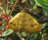 Camptogramma bilineata (Linnaeus, 1758)